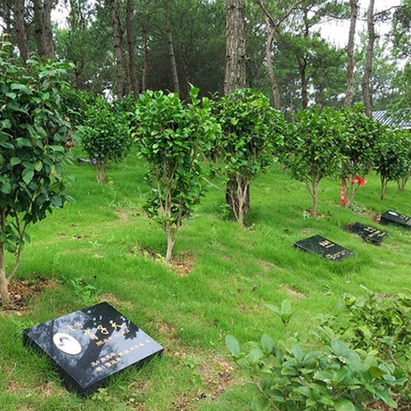 茶花树葬
