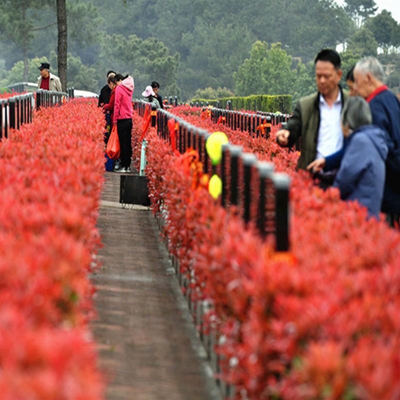 清明祭祖